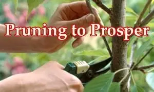 How God Prunes Us for Greater Fruitfulness PRUNING TO PROSPER