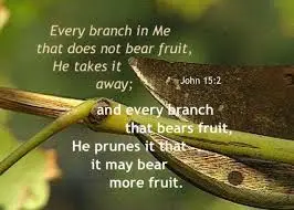 Scripture highlight PRUNING