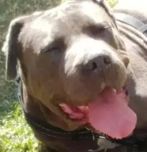 Pablo the Rescue